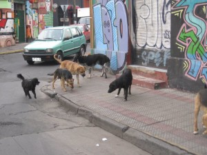 Dogs all over Chile