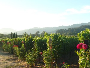 Napa