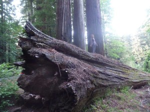 Redwood Forest 
