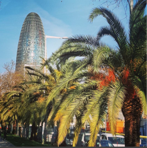 Palm Trees in Barcelona