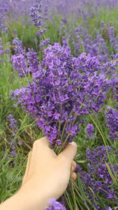 Lavender
