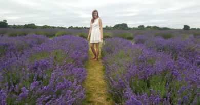 Lavender Field Forever